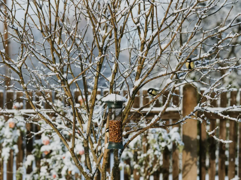 Winter tuin vogels